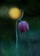 Reaching the Light (Catherine W.) - Muzeo.com