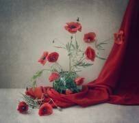 Red (Dimitar Lazarov) - Muzeo.com