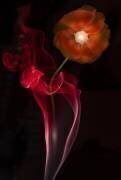 Red Buttercup (Azriel Yakubovitch) - Muzeo.com