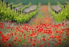Red district (Ales Komovec) - Muzeo.com