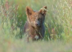 Red Fox Kit (Bo Wang) - Muzeo.com