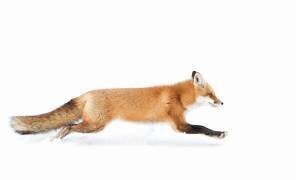 Red Fox on the run - Algonquin Park (Jim Cumming) - Muzeo.com