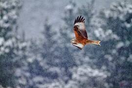 Red kite in the snow storm (Joseba Zabala) - Muzeo.com