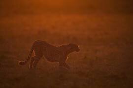 Red light (Marco Pozzi) - Muzeo.com