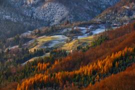 Red tree line (Rok Godec) - Muzeo.com