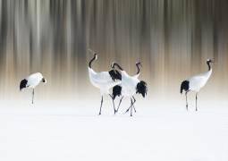 Red-crested white cranes (Ikuo Iga) - Muzeo.com