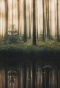 Reflection in the foggy forest (Christian Lindsten) - Muzeo.com