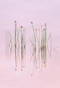 Reflection of Serenity (Yan Zhang) - Muzeo.com