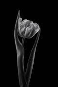 Rembrandt tulip (Lotte Gronkjar) - Muzeo.com