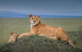 Rest with Cub (Jie Fischer) - Muzeo.com