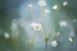 Rock Jasmine (Jacky Parker) - Muzeo.com