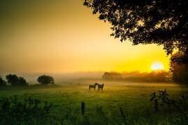 Romance in the morning hour (Arne Jansen) - Muzeo.com