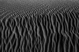 Roots of desert (Saeid Nasri) - Muzeo.com