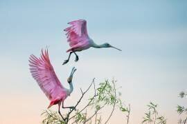 Rosy pair (Roseate Spoonbills) (C. Mei) - Muzeo.com