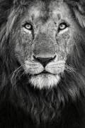 Royal portrait (Xavier Ortega) - Muzeo.com