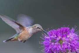 Rufous hummingbird (Jian Xu) - Muzeo.com