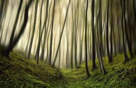 Run forest, run (Samanta Krivec) - Muzeo.com