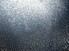 Sardines Firework (Henry Jager) - Muzeo.com