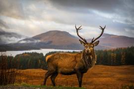Scottish Stag (Adrian Popan) - Muzeo.com