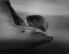 Sea Lion Pup with the Mother (Krystina Wisniowska) - Muzeo.com