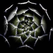 Sempervivum Rosette (Victor Mozqueda) - Muzeo.com