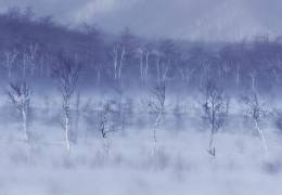 Senjyougahara (Kouji Tomihisa) - Muzeo.com