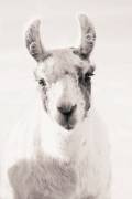 Serene Llama Gaze (Monika Strigel) - Muzeo.com