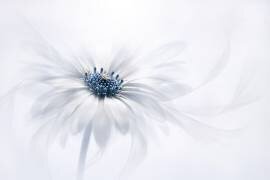 Serenity (Jacky Parker) - Muzeo.com