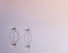 Serenity 3 (Ahmed Thabet) - Muzeo.com