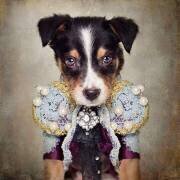 Shelter Pets Project - Loki (Tammy Swarek) - Muzeo.com