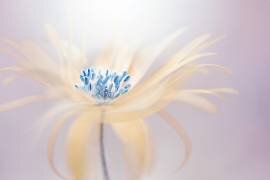Shine (Jacky Parker) - Muzeo.com