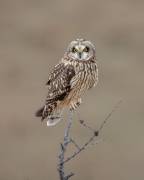 Short-eared Owl (Donald Luo) - Muzeo.com