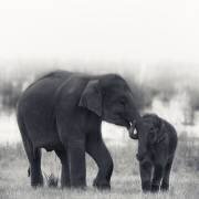 Siblings (Swapnil) - Muzeo.com
