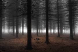 Silence (Dragisa Petrovic) - Muzeo.com