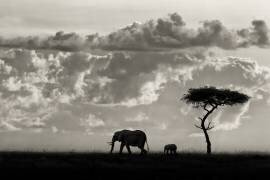Silhouettes of Mara (Mario Moreno) - Muzeo.com