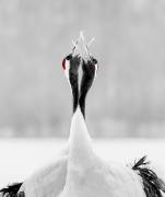 Sing for morning (Jie Fischer) - Muzeo.com