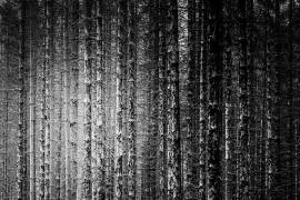Skeleton Trees (Michael) - Muzeo.com