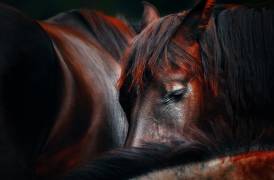 Sleep huddle (Martin Stantchev) - Muzeo.com