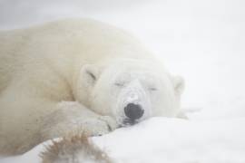 Sleeping (Marco Pozzi) - Muzeo.com