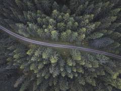 Small road through the forest (Christian Lindsten) - Muzeo.com