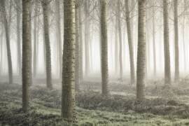 Small woodland (Fiorenzo Carozzi) - Muzeo.com