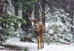 Snow Storm And The Buck Deer (Teri Reames) - Muzeo.com