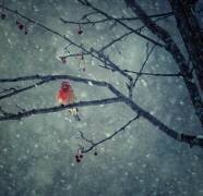 Snowing (Yu Cheng) - Muzeo.com