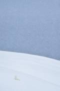 Snowy arctic fox in Svalbard (Yves Adams) - Muzeo.com