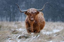 Snowy Highland cow (Richard Guijt) - Muzeo.com