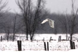 Snowy Owl flying through the snow (Jim Cumming) - Muzeo.com