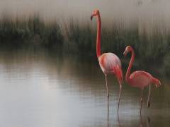 So zen ... (Anna Cseresnjes ) - Muzeo.com