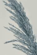 Soft (Heidi Westum) - Muzeo.com