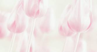 Softness (Delphine Devos) - Muzeo.com