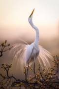 Solo Dance (Michael Zheng) - Muzeo.com